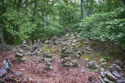 Plants and trees in forest