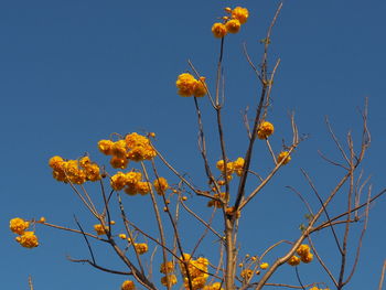 Low angle view of flower tree against clear sky