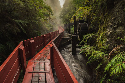 Railroad tracks amidst plants in forest