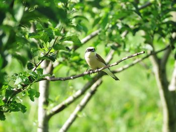 Bird perching on a branch