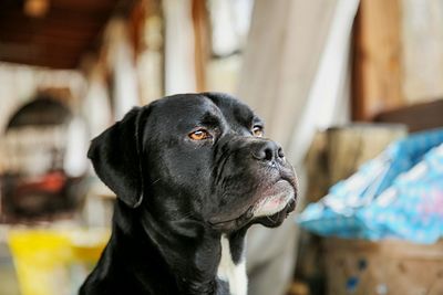 Close-up of dog looking away at home