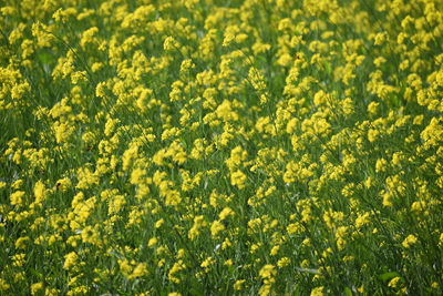 Full frame shot of fresh yellow flowering plants on field