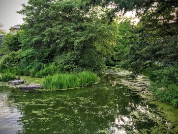 Trees growing by stream