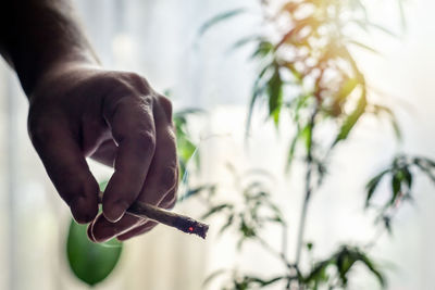 Person holding cigarette