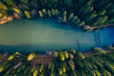 High angle view of river amidst trees in forest