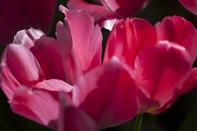 Close-up of pink flowers blooming outdoors