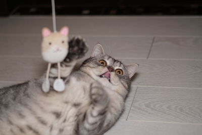 Close-up of british shorthair cat at playing with toy at home