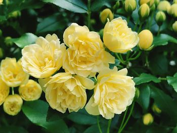 Close-up of yellow flowering plants