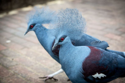 Close-up of two peacocks