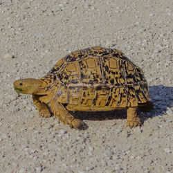 Close-up of turtle on sand