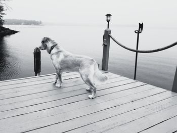 Dog standing by lake