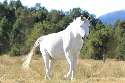 White horse in a field