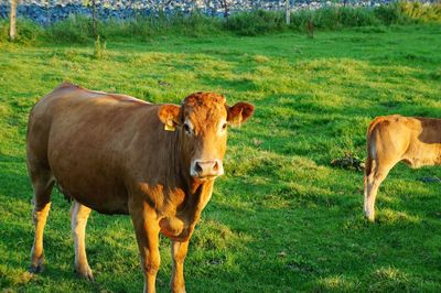 Sheep grazing on grassy field