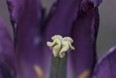 Close-up of purple flowering plant