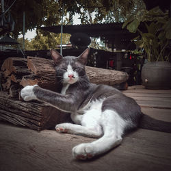 Portrait of cat resting on table