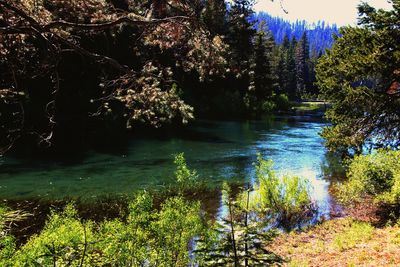 Scenic view of lake in forest