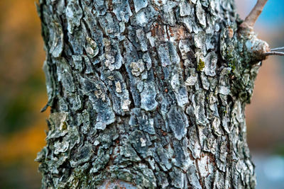 Close-up of tree trunk