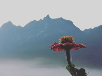 Close-up of red flowering plant against sky