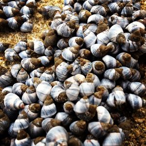 Close-up of snail on beach
