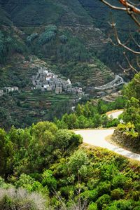 High angle view of trees and buildings