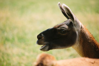 Close-up of a rabbit on field