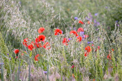 Close-up of red poppy flowers in field