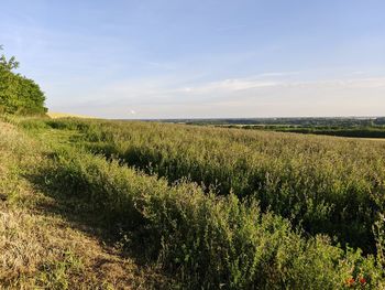 Scenic view of field against sky