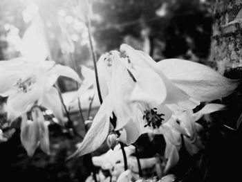 Close-up of white flowers blooming outdoors