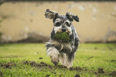 Dog standing on grassy field