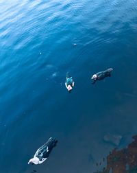 High angle view of seagulls on sea