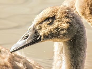 Close-up of a cygnet 