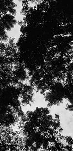 Low angle view of silhouette trees against sky