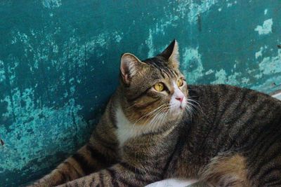 Close-up of a cat looking away