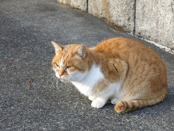 Cat sitting on road