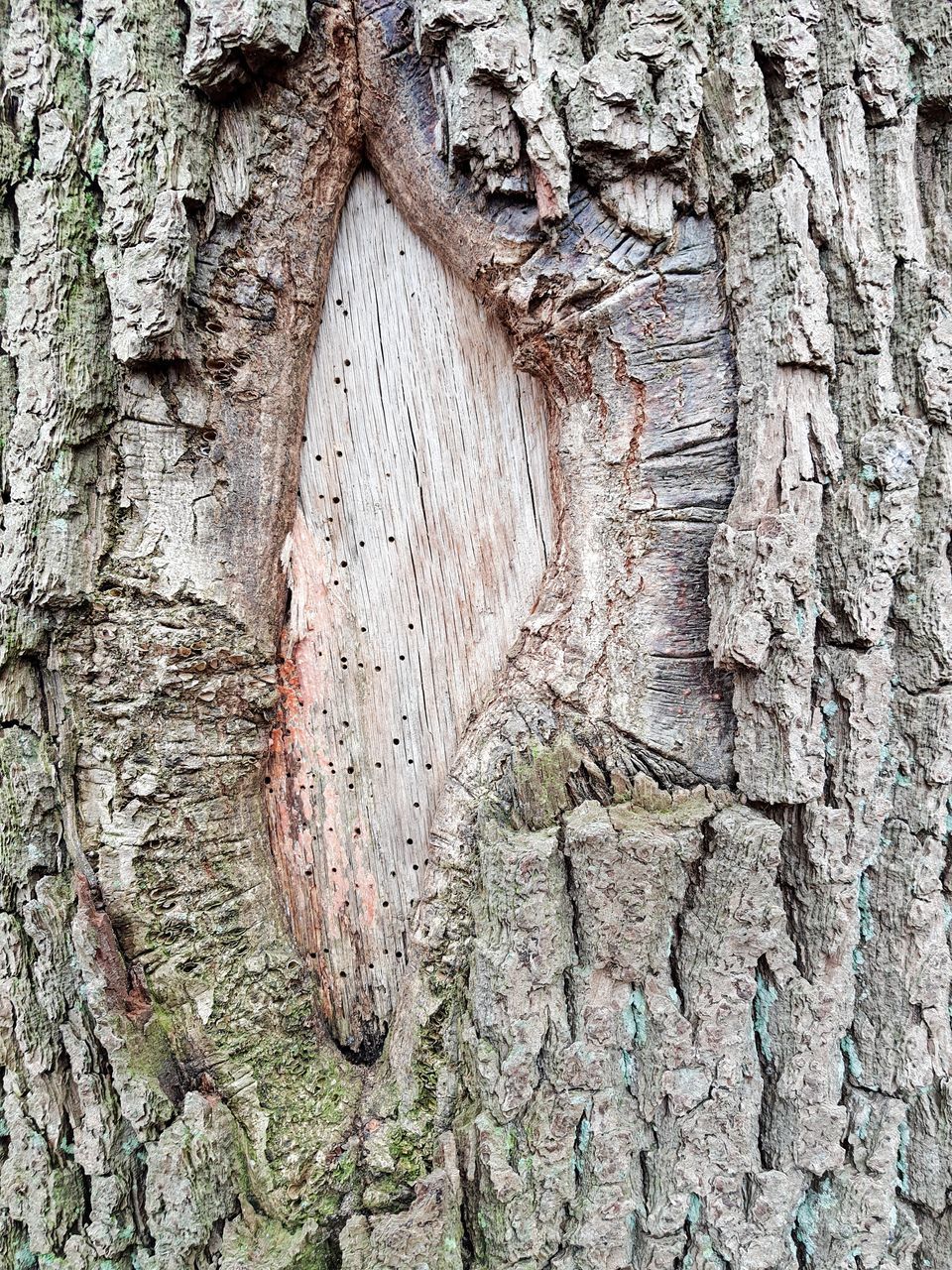 FULL FRAME SHOT OF TREE TRUNKS