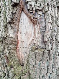 Full frame shot of tree trunk