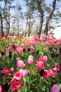 Close-up of pink flowers