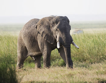 Elephant standing in field, amboseli, kenya