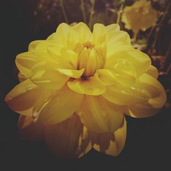 Close-up of yellow flower blooming outdoors