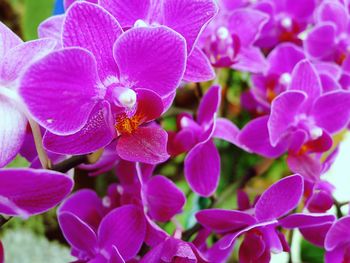 Close-up of honey bee on purple flowers