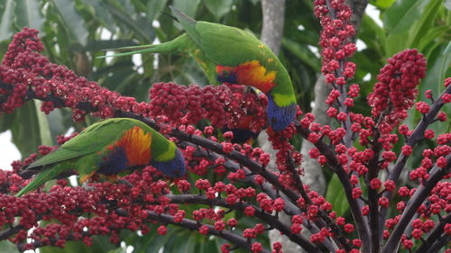 Close-up of parrot perching on plant