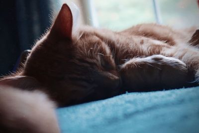 Orange kitten sleeping