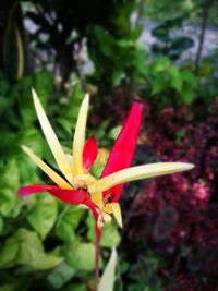 Close-up of red flower blooming outdoors