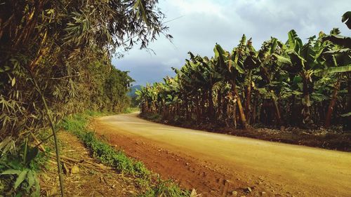 Road amidst trees on field against sky