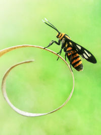 Close-up of insect on leaf