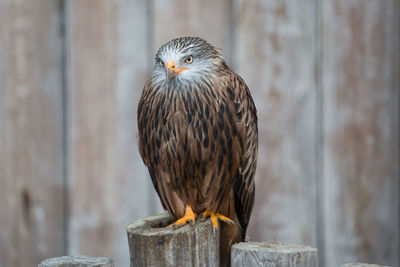 Close-up of owl perching outdoors