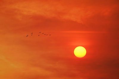 Yellow sunset on evening orange red dark cloud on the sky and birds flying to home