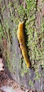 Close-up of a reptile on tree trunk