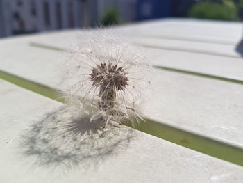 Close-up of dandelion on table