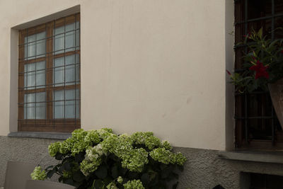 Close-up of potted plant against window of building